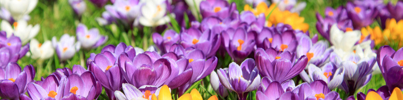 Crocus